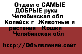 Отдам с САМЫЕ ДОБРЫЕ руки! - Челябинская обл., Копейск г. Животные и растения » Кошки   . Челябинская обл.